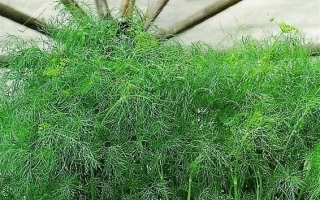 Пакет семян укропа Карлуша с изображением зелени