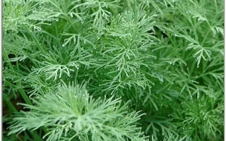 Пакет семян укропа Кудесник