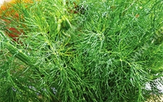 Семена укропа Лазурный на упаковке с надписью о длительном использовании на зелень