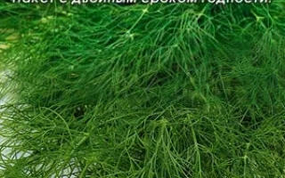 Пакет семян укропа Лесногородский