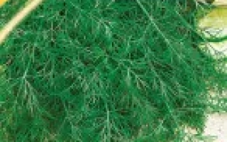 Пакет семян укроп МАКС