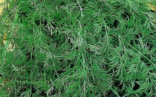 Пакет семян укропа МАСКАРАД