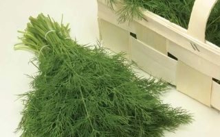 Свежий укроп в деревянном ящике - Надёжный