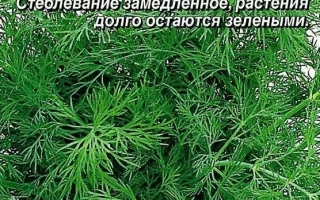 Пакет семян укропа Нежность от Аэлита