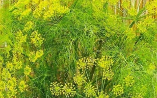 Пакет семян укропа ПАРАШЮТ с изображением растения