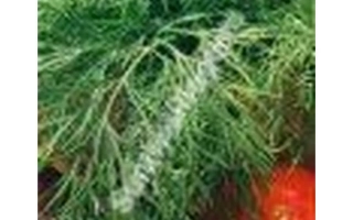 Пакет семян укропа Павлин с изображением зелени