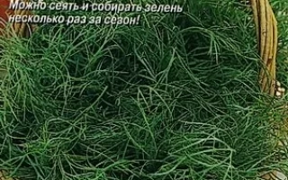 Пакет семян укроп Пикантный в корзине