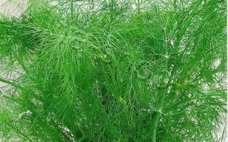 Пакет семян укропа ПУШИСТЫЙ ХВОСТ с изображением зелени и логотипом Аэлита