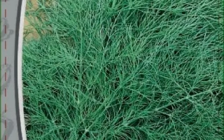 Пакет с семенами укропа ПУШИСТЫЙ ПУЧОК