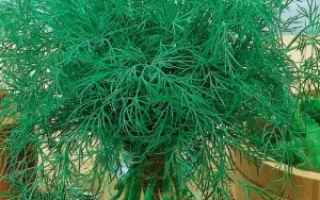 Свежий укроп в деревянной корзине на фоне плитки - Русич