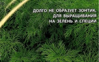 Пакет семян укропа Ржеуцкий