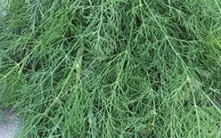 Пакет семян укропа Серебряный ковер от бренда Аэлита