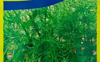 Пакет семян укропа Ударник