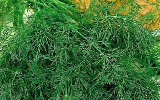 Пакет семян укропа Ураган