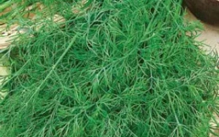 Свежий укроп на светлом фоне - УЗОРЫ