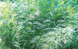 Растение укроп на фоне зелени - Витязь