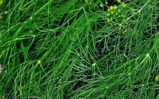 Пакет семян укроп Зеленый Сноп