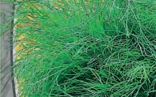 Пакет семян укропа «ЗЕЛЕНЫЙ ЗАЛП» с изображением зелени