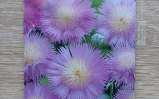 Сиреневая Дымка