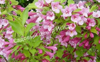 Яблоневый Цвет