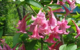 Колокольчики МОИ