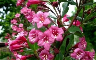 Малиновый Звон