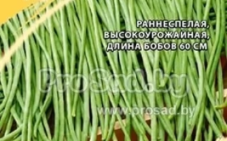 Пакет семян вигны Дачница с изображением стручков