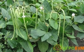 Свежие стручки вигны на растении - Графиня