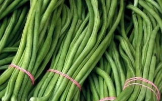 Свежие зеленые вигны, связанные в пучки розовой резинкой. - КИГАЧ