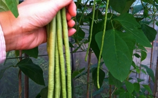 Рука держит свежие стручки вигны на фоне листьев - Майя