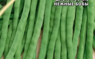 Пакет семян овощной фасоли Ниагара