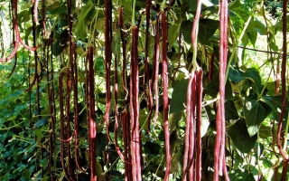 Красные стручки растения Рябиновые бусы на фоне зелени