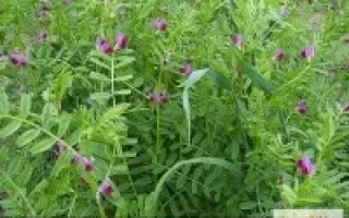 ЯРОСЛАВСКАЯ 136