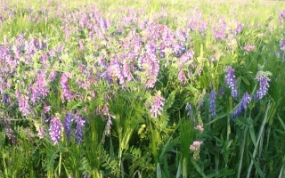 Подильская рання