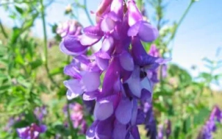 Степна / Степна