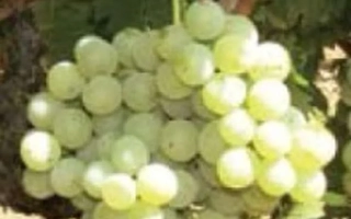 Созревший виноград сорта АГ-ИЗЮМ УРОЖАЙНЫЙ на лозе