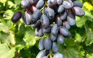 Созревшая гроздь винограда сорта Академик Авидзба на лозе