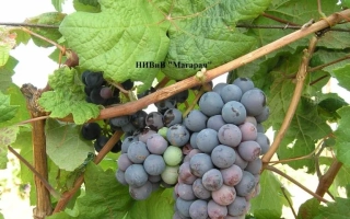 Аксеит Кара