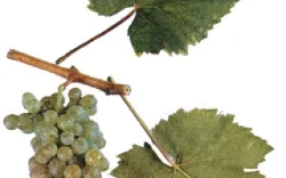 Альбильо крымский