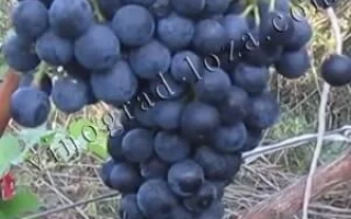Созревший виноград сорта Альминский на лозе