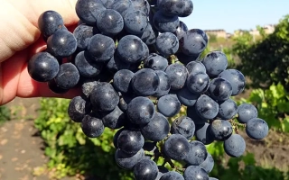 Александроули