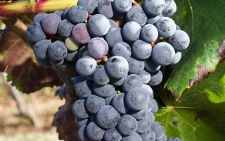 Аликант Буше