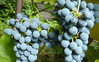 Амурский Потапенко