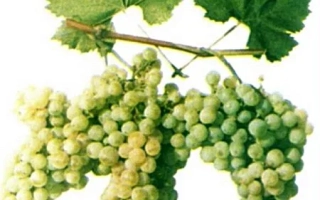 Сочные зеленые грозди винограда на ветке с листьями - Анапский Ранний