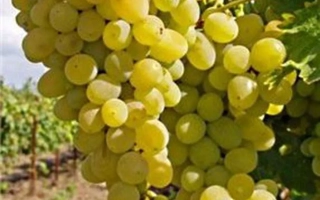 Созревающий виноград сорта Анапский Устойчивый на лозе