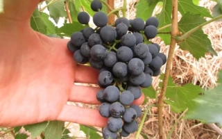 Анчеллотта