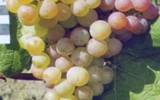 Сочные грозди винограда на ветке - Ароматний