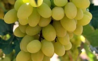 Созревший виноград сорта Аррасьорти на лозе