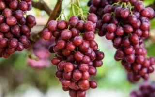 Крупный план гроздей тёмно-красного винограда на ветке - АРРАТВЕНТИНАЙН