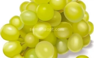 Артин Зерва